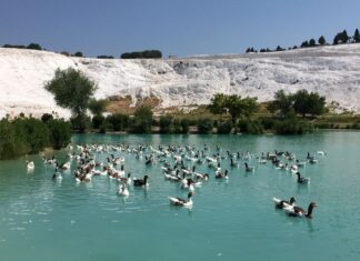 Fatih Sultan Mehmed’in İmparatorluk Mirası